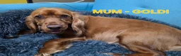 Cocker Spaniel dogs for sale: Beautiful 100% Cocker Spaniel puppies- litter of 6 - Advert 7