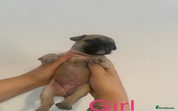 French Bulldog dogs for sale: 3 beautiful French bulldogs 😍 - Image 7