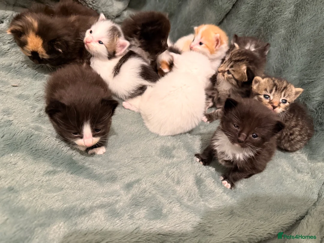 Mixed Breed cats for sale: 2 separate litters! 2 mamas 12 kittens. - Advert 9