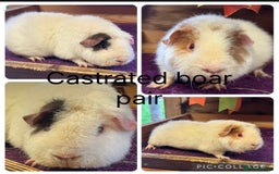Guinea Pig rodents for sale: Teddy,Swiss and pet guinea pigs - Advert 4