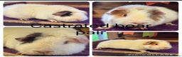 Guinea Pig rodents for sale: Teddy,Swiss and pet guinea pigs - Advert 5