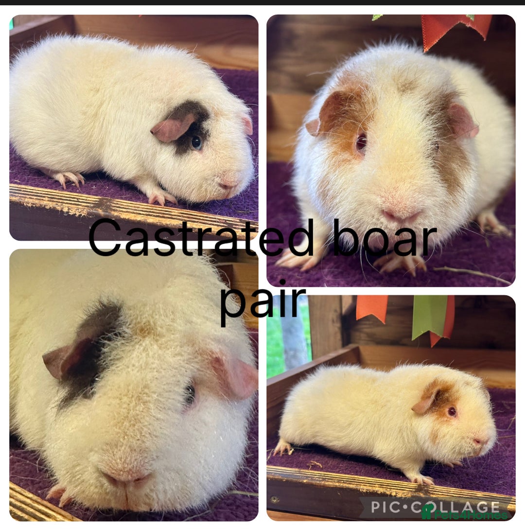 Guinea Pig rodents for sale: Teddy,Swiss and pet guinea pigs - Advert 4