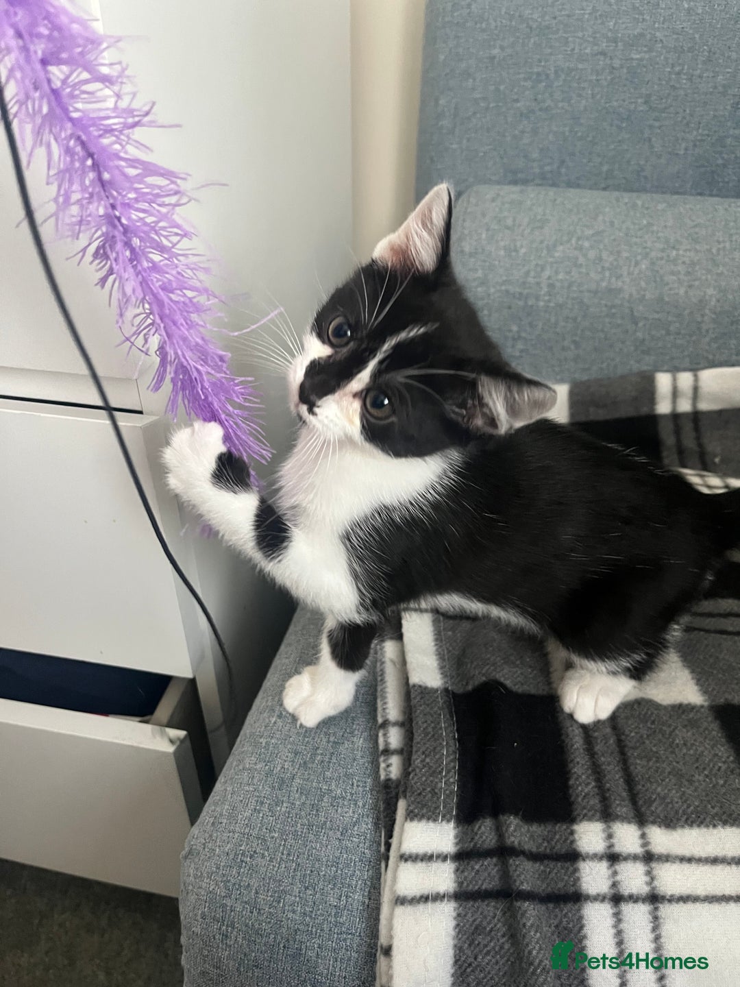 Mixed Breed cats for sale: Bengal x British long hair kittens  - Image 5