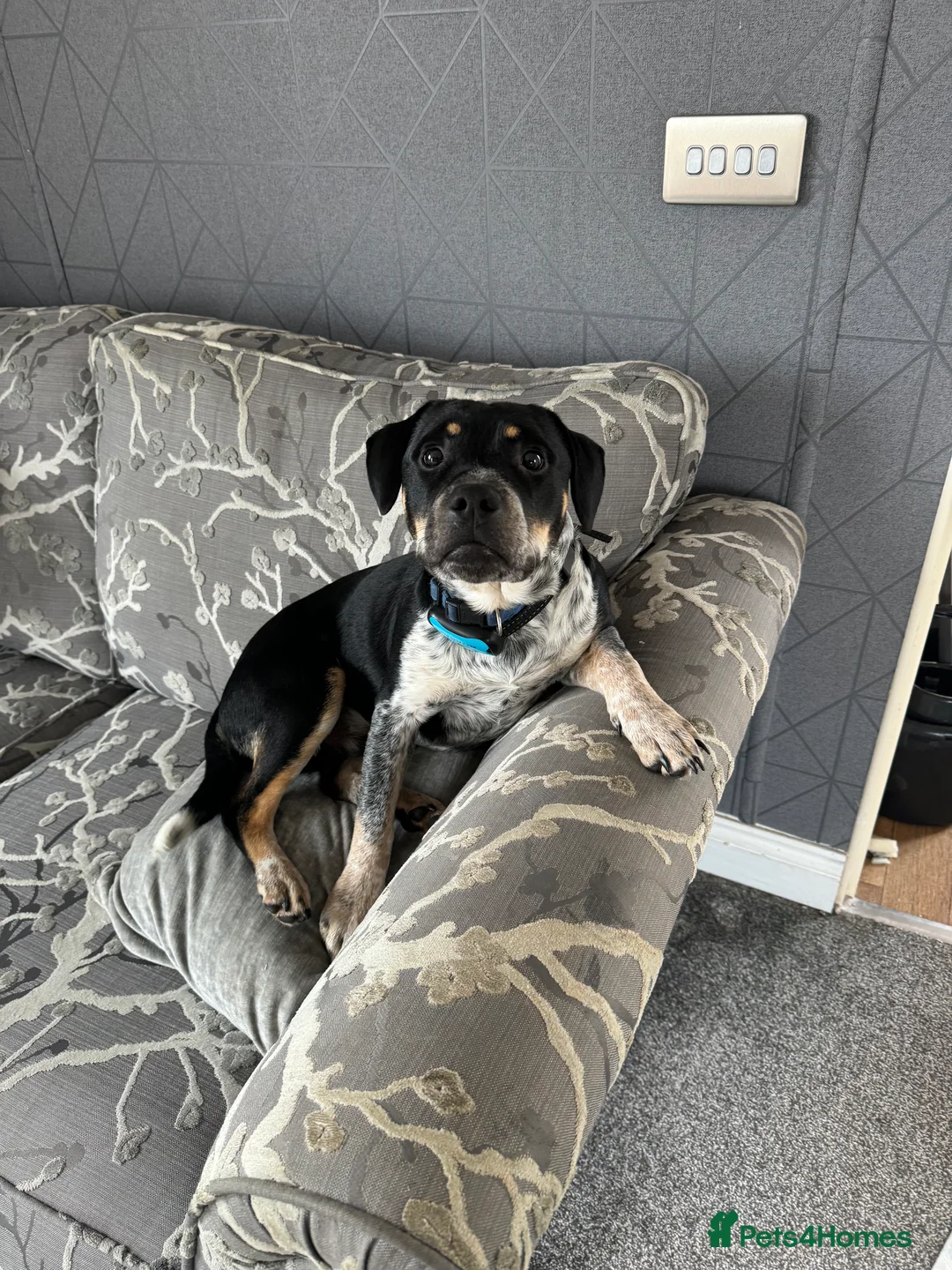 Mixed Breed dogs for sale: Mother and son  - Advert 3