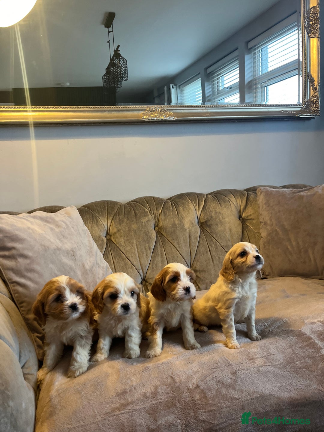 Cavachon dogs for sale: Cavachon puppies  - Advert 7