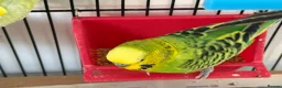 Budgerigars birds for sale:     Budgies & Quail Chicks + Cage - Advert 3