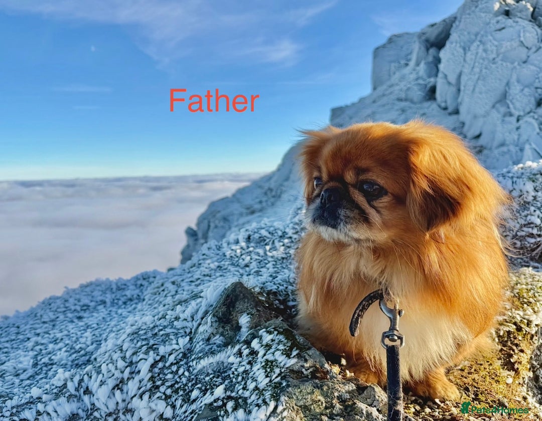 Pekingese dogs for sale: 🐾 Pekingese Puppies for Sale – 2 Girls & 1 Boy 🐾 - Advert 26