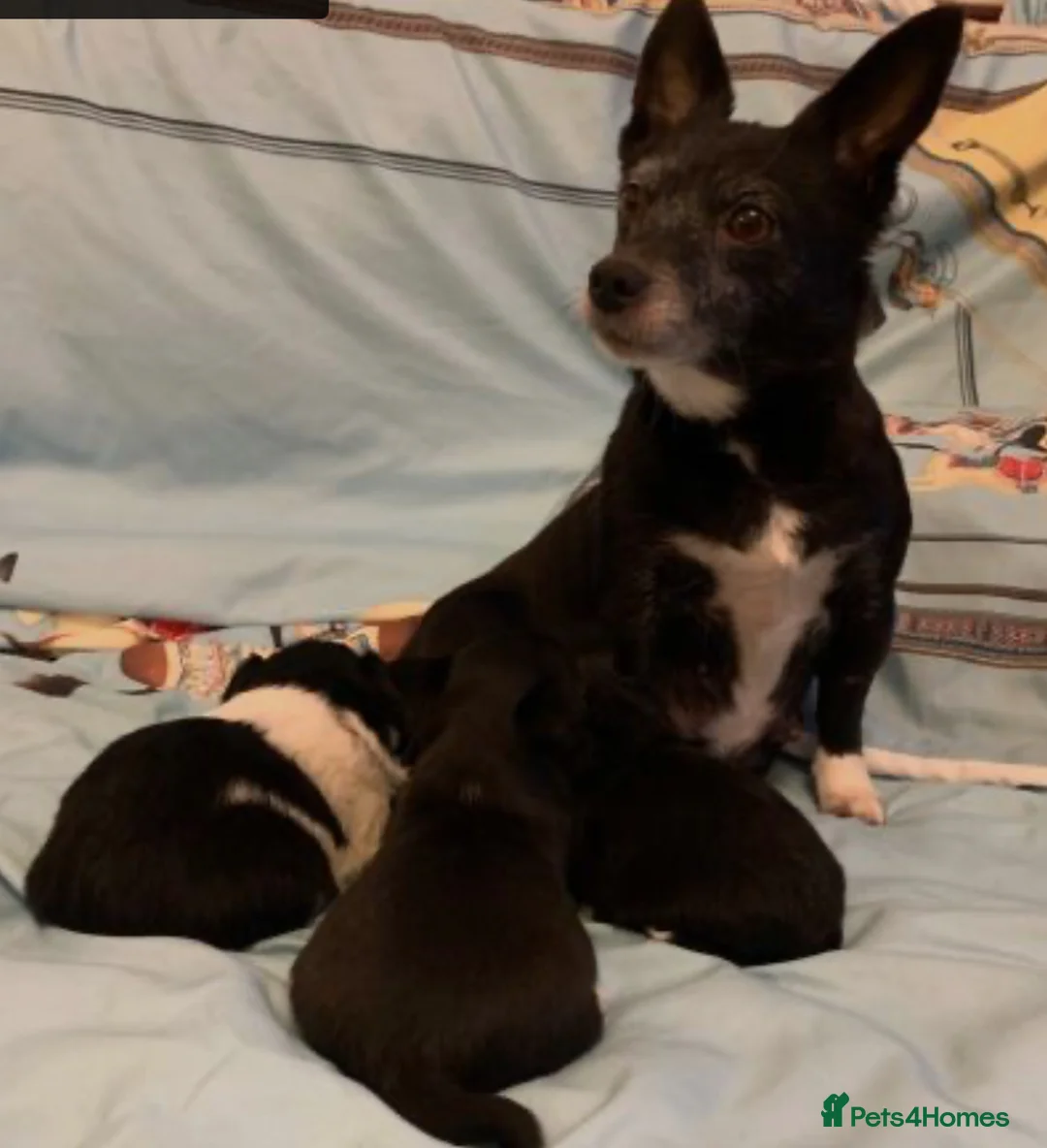 Mixed Breed dogs for sale: Chihuahua x Jack Russell puppies - Advert 8