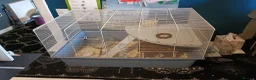 Hamster rodents for sale: Syrian hamster  - Advert 2