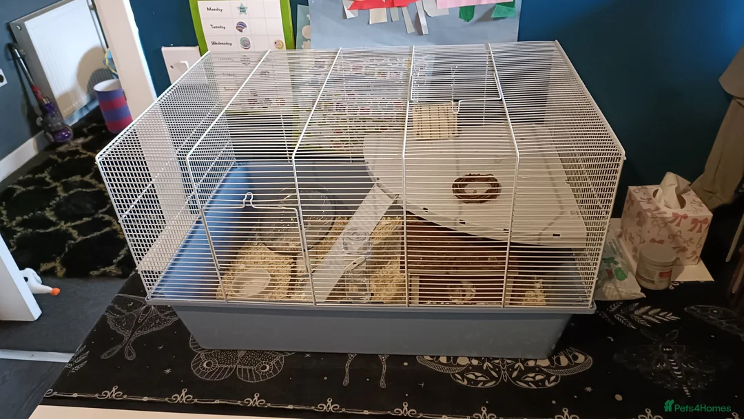 Hamster rodents for sale: Syrian hamster  - Advert 2
