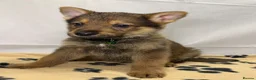 German Shepherd dogs for sale: KC Registered & Health Tested Working Line Puppies - Advert 2