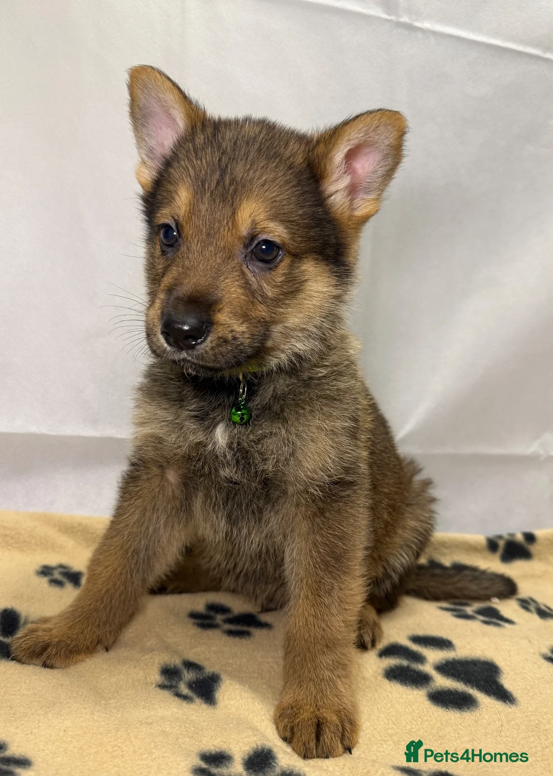German Shepherd dogs for sale: KC Registered & Health Tested Working Line Puppies - Advert 2