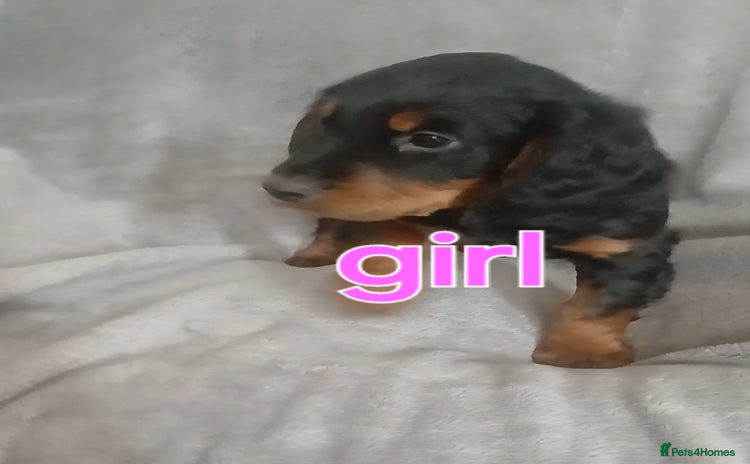 Cocker Spaniel dogs - Advert 15