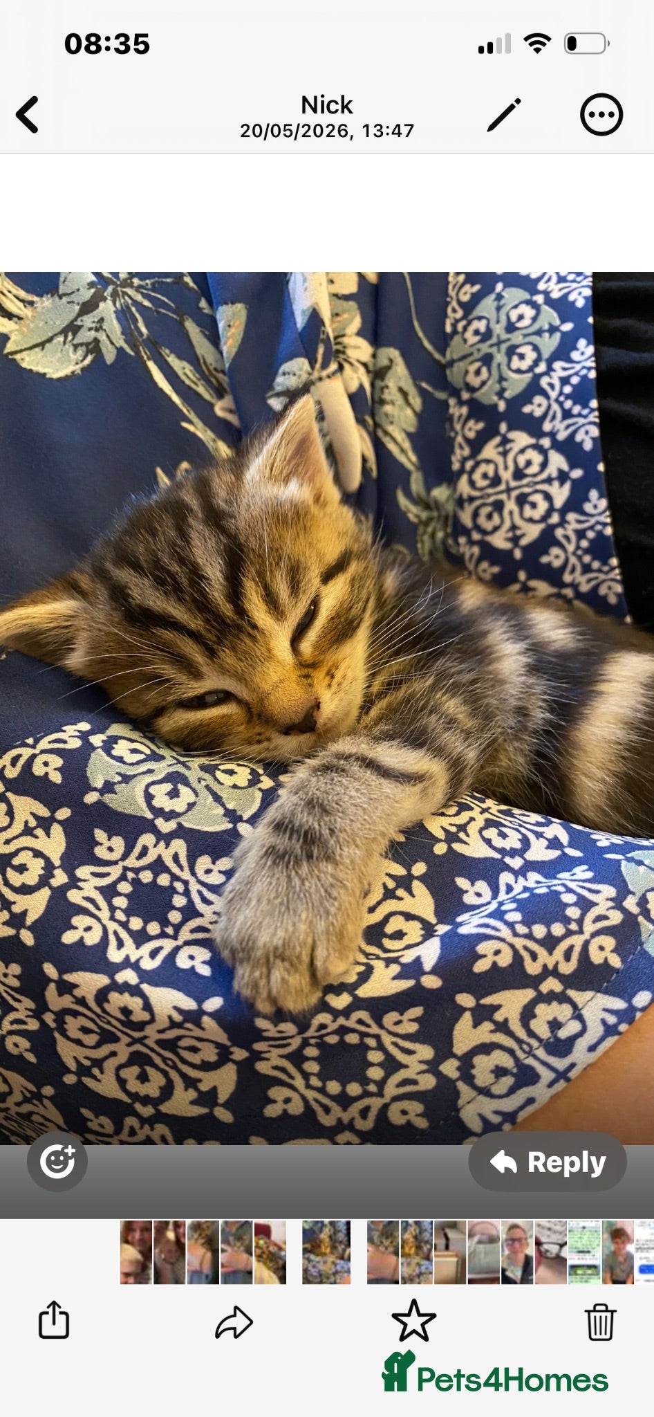 British Shorthair cats Two gorgeous kittens available now!  - Advert 1