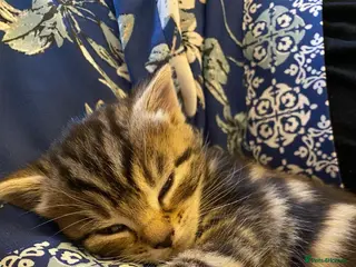 British Shorthair cats Two gorgeous kittens available now! - Advert 1