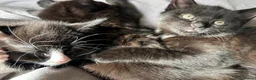 Mixed Breed cats for sale: Fluffy black and white, and black kittens  - Advert 5