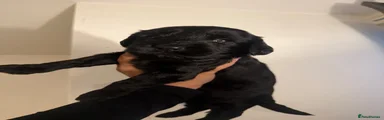 Cockapoo 2