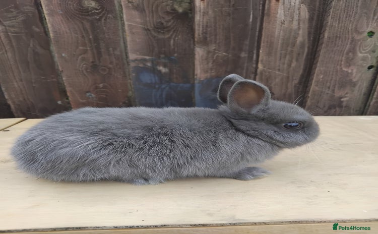 Netherland Dwarf rabbits - Advert 13