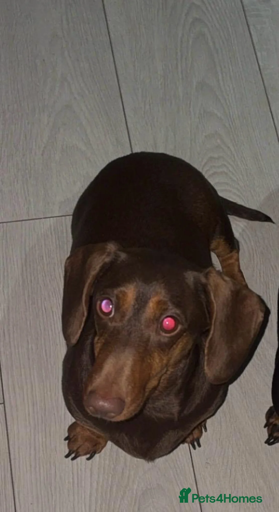 Miniature Dachshund dogs for sale: Beautiful miniature dachshund puppies  - Advert 2