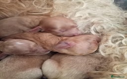 Cockapoo dogs for sale: READY NOW 5* F2B Apricot Merle Cockapoos - Image 21