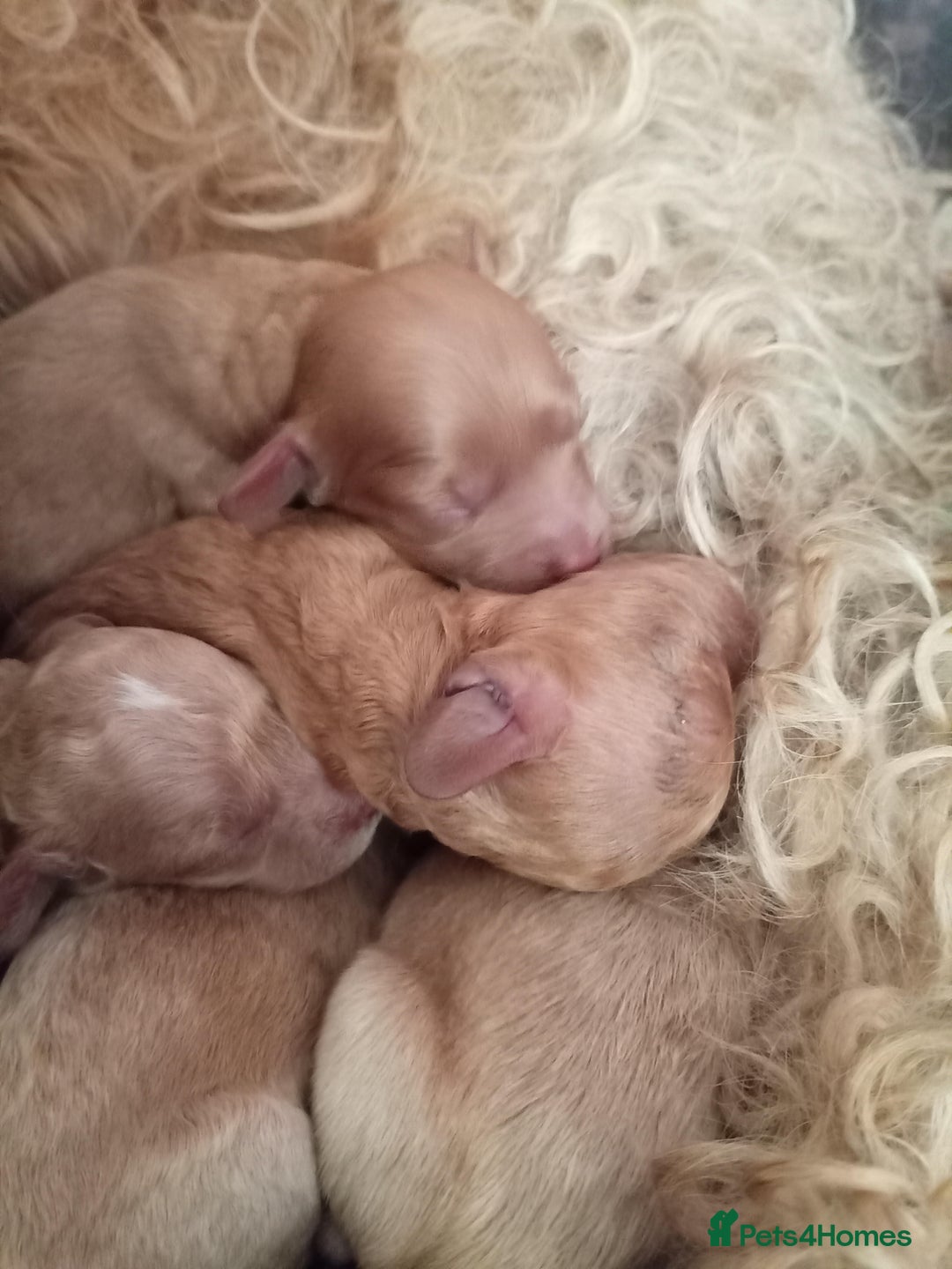 Cockapoo dogs for sale: READY NOW 5* F2B Apricot Merle Cockapoos - Image 21