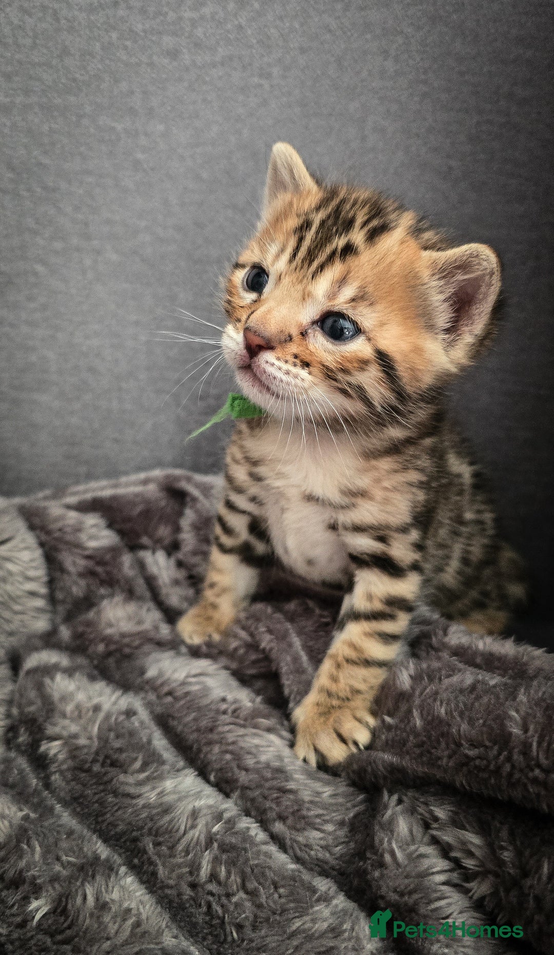 Bengal cats for sale: TICA Champion 2 boys available for reservation! - Advert 8