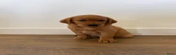 Goldador dogs for sale: Fantastic red goldador puppies  - Advert 19