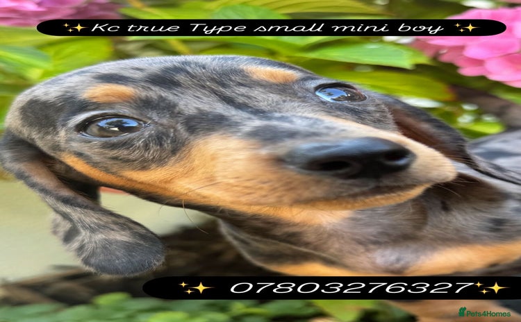 Miniature Dachshund dogs - Advert 7