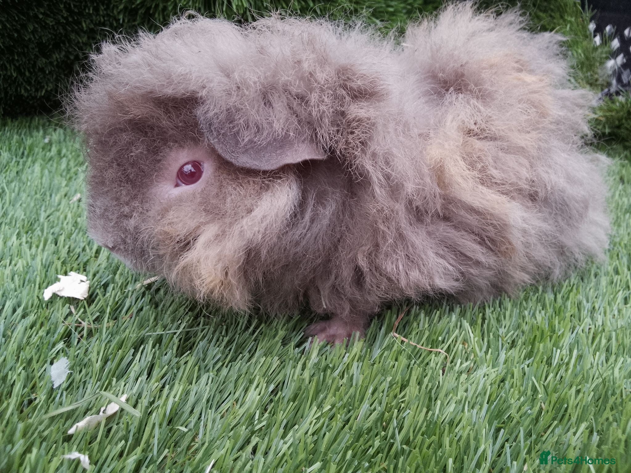 Guinea Pig rodents Alpaca Guinea Pigs - Advert 1