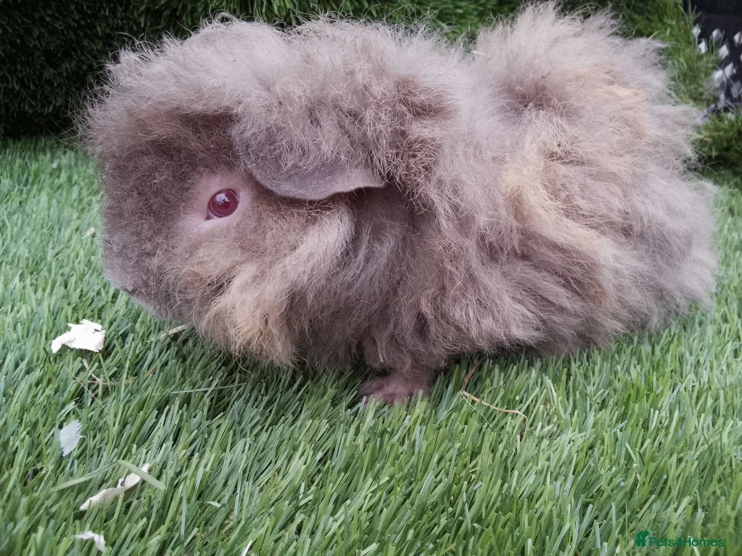 Guinea Pig rodents for sale: Alpaca Guinea Pigs - Advert 1