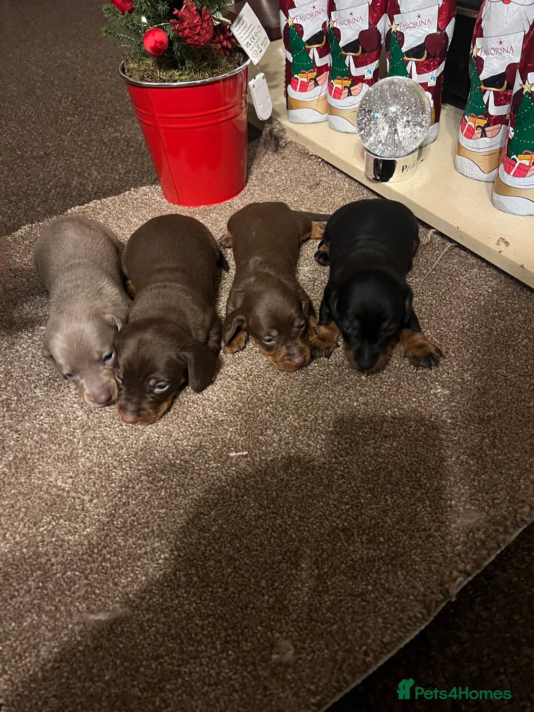 Miniature Dachshund dogs for sale: Gorgeous  **  for  **  dachshund puppy 🐶  - Advert 8