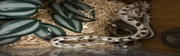 King Snake reptiles for sale: Male california king snake  - Advert 1