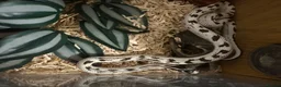King Snake reptiles for sale: Male california king snake  - Advert 1
