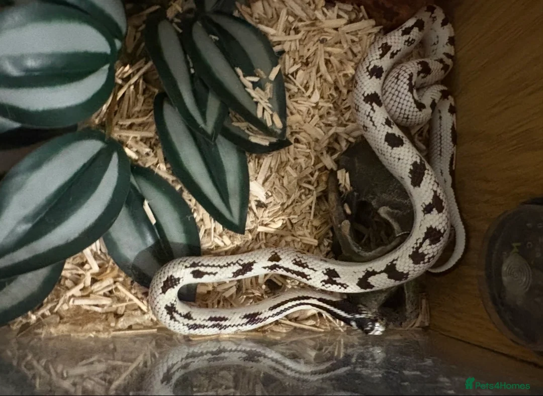 King Snake reptiles for sale: Male california king snake  - Advert 1