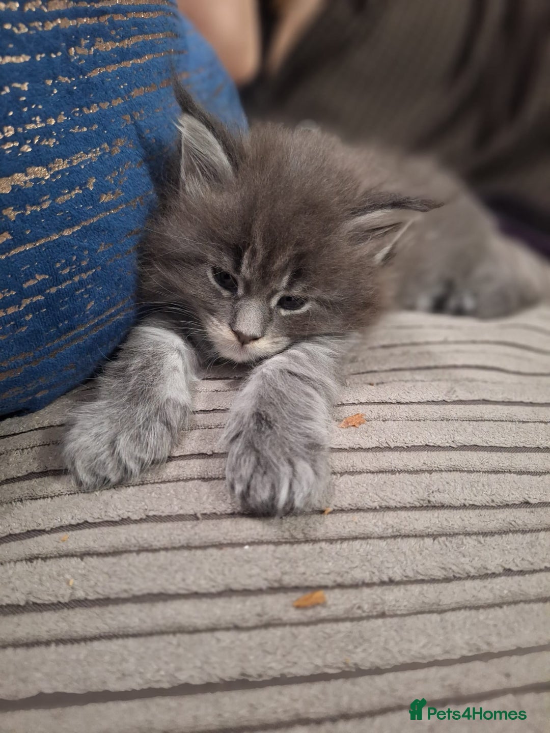 Maine Coon cats for sale: 🐾 Three Majestic Pedigree Maine Coon Kittens! 🏡 - Advert 22