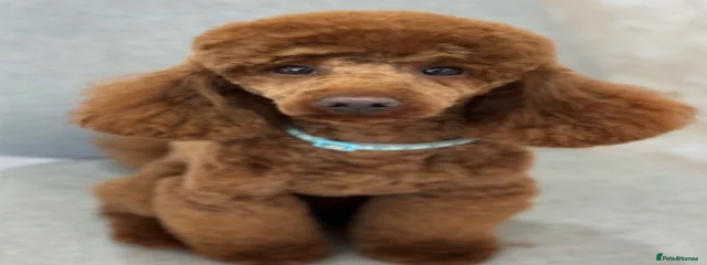 Pablo 