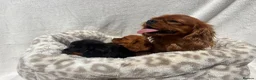 Cavalier King Charles Spaniel dogs for sale: Cavalier King Charles  - Advert 14