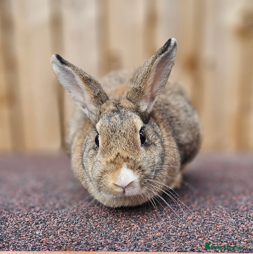 Dutch rabbits for sale: Dutch Does - Advert 1