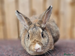 Dutch rabbits Dutch Does - Advert 8