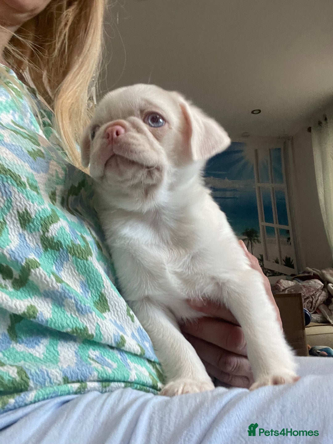 Pug dogs for sale: Beautiful Pink pug  - Advert 2