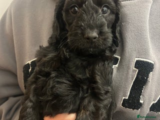 Cockapoo dogs 🖤BEAUTIFUL COCKAPOO FOR SALE🖤 - Advert 17