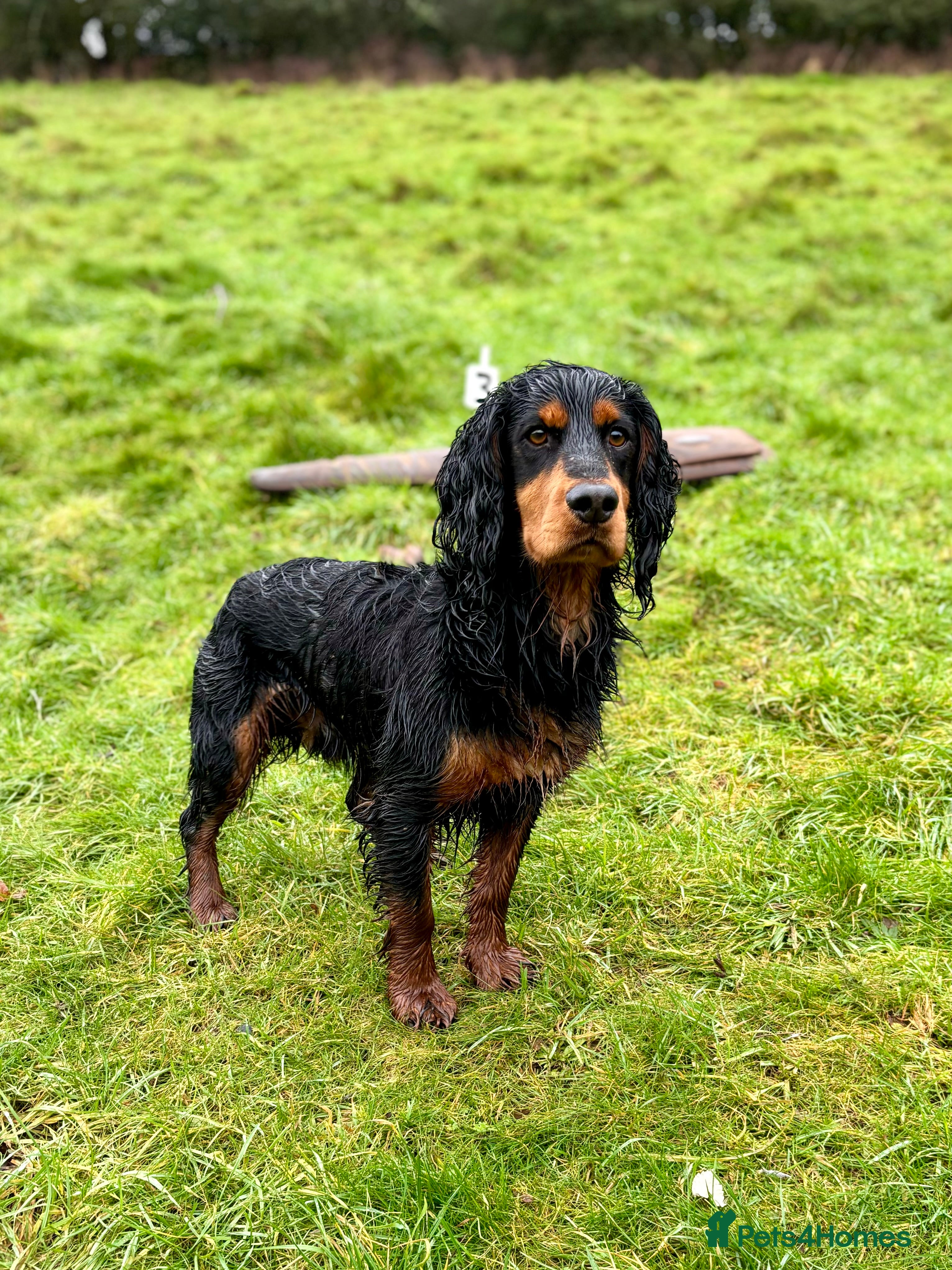 Cocker Spaniel dogs KC reg Working Cocker Stud - Advert 5