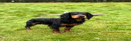 Cocker Spaniel dogs for stud: KC reg Working Cocker Stud - Advert 1