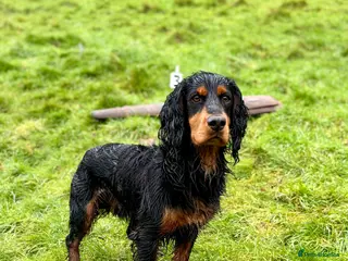 Cocker Spaniel dogs KC reg Working Cocker Stud - Advert 5