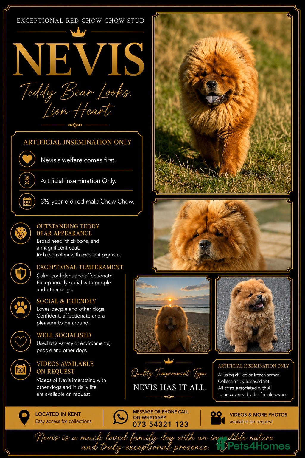 Chow Chow dogs Nevis – Proven Chow Chow Stud | AI Only - Advert 8