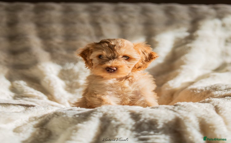 Cockapoo dogs - Advert 2