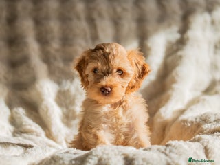 Cockapoo dogs - Advert 2