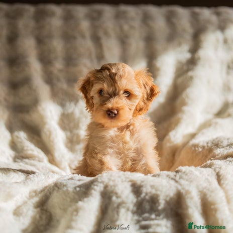 Cockapoo dogs - Advert 2