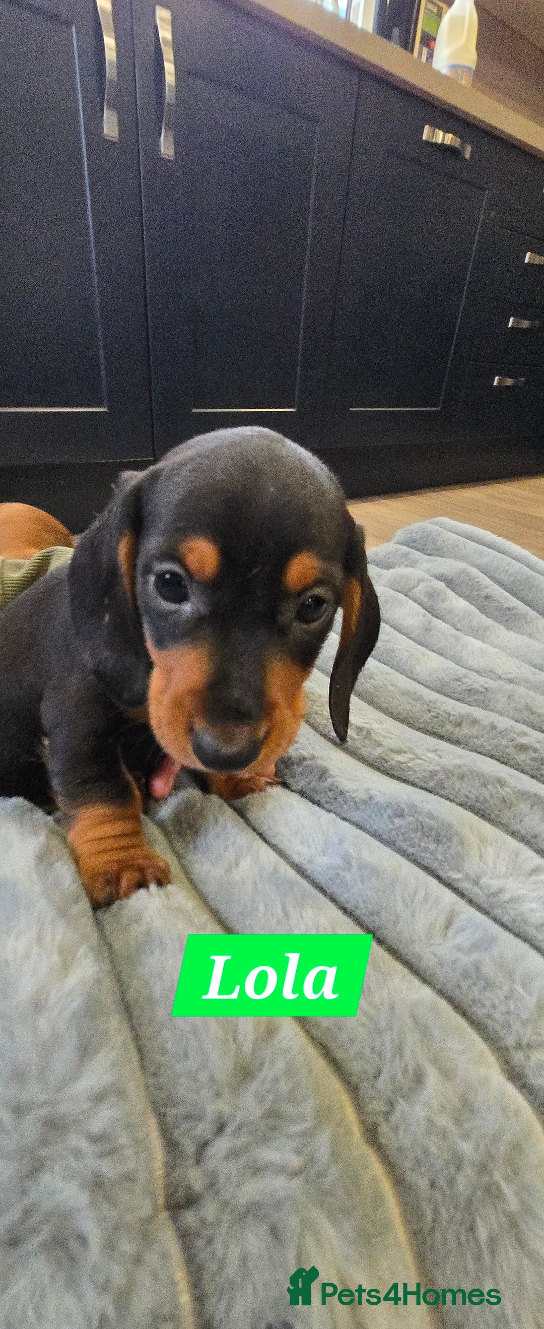 Dachshund dogs for sale: Beautiful Daxis - Advert 10