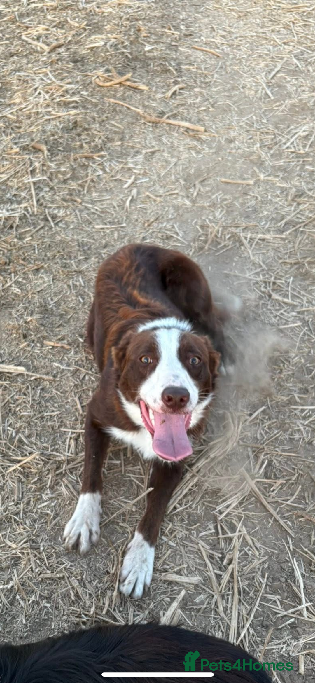 Border Collie dogs for stud: Red dog for stud - Advert 5